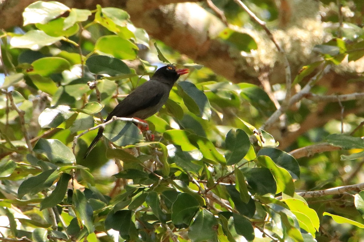 Chestnut-fronted Helmetshrike - ML594540151