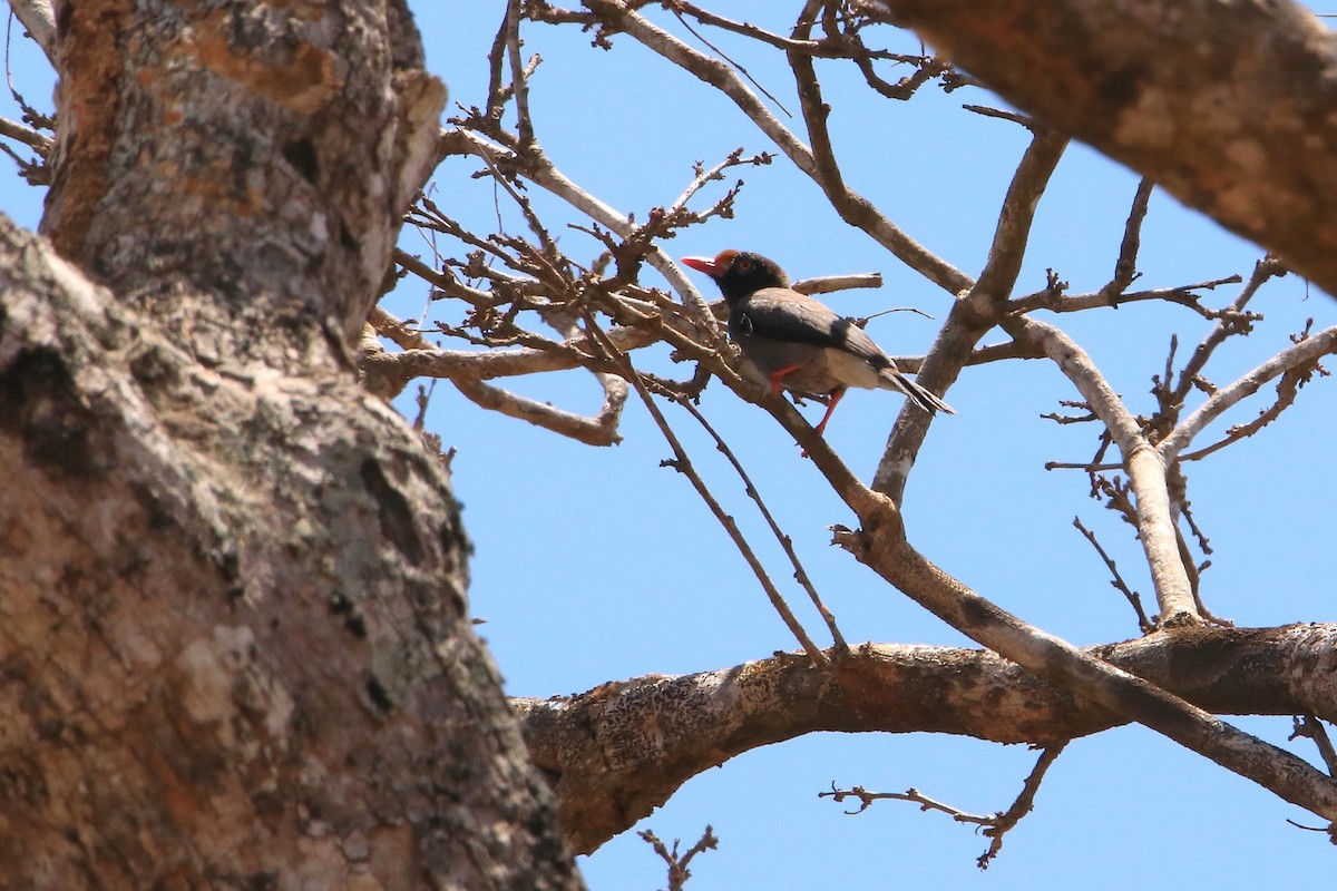 Chestnut-fronted Helmetshrike - ML594540171