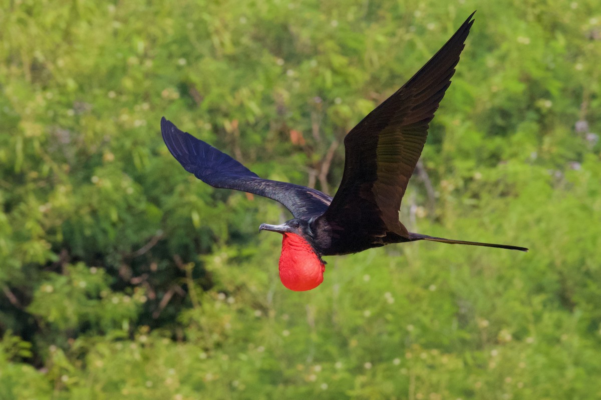 Magnificent Frigatebird - ML594540921