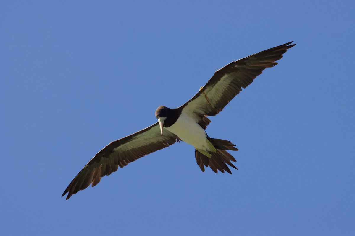 Brown Booby - ML594540981