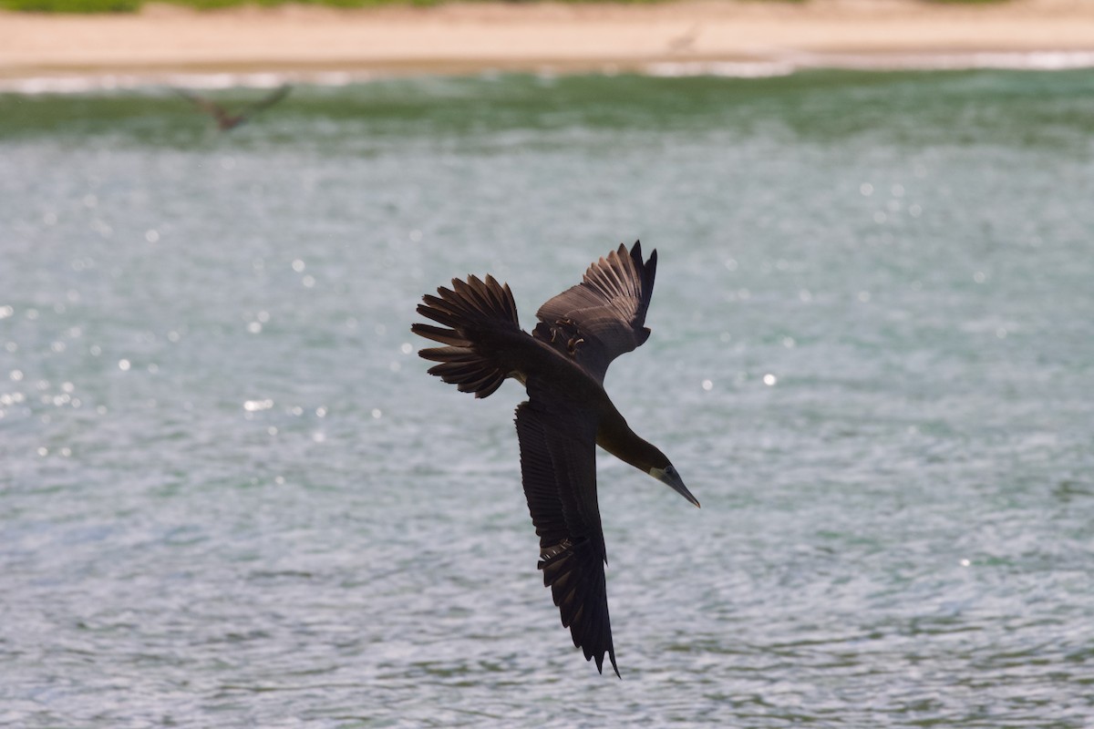 Brown Booby - ML594540991