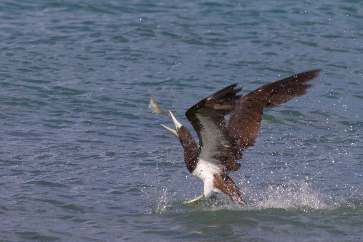 Brown Booby - ML594541261