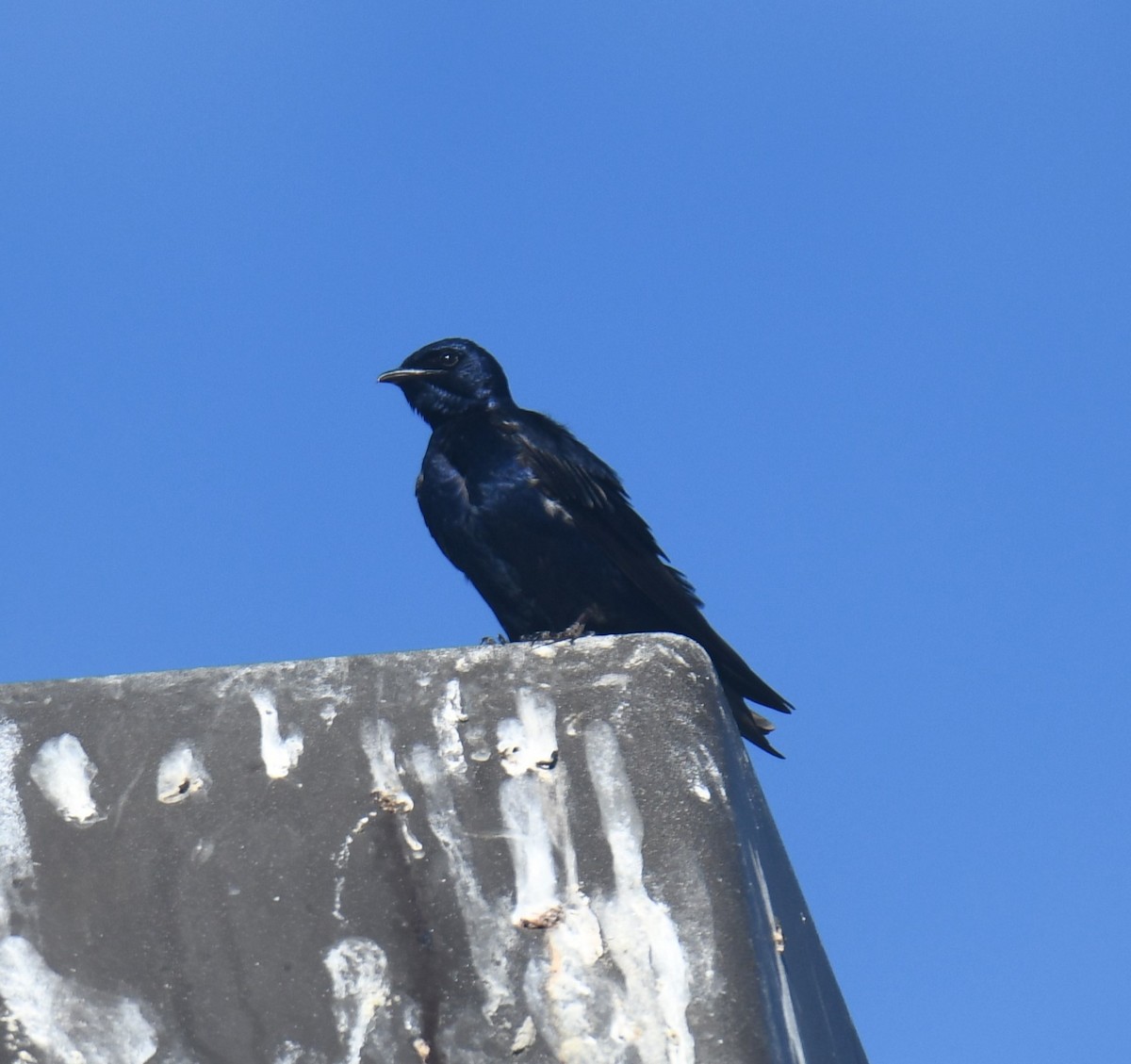 Purple Martin - ML594541621