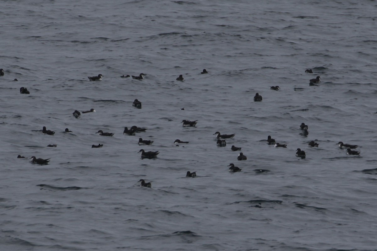 Manx Shearwater - Andrew Chick