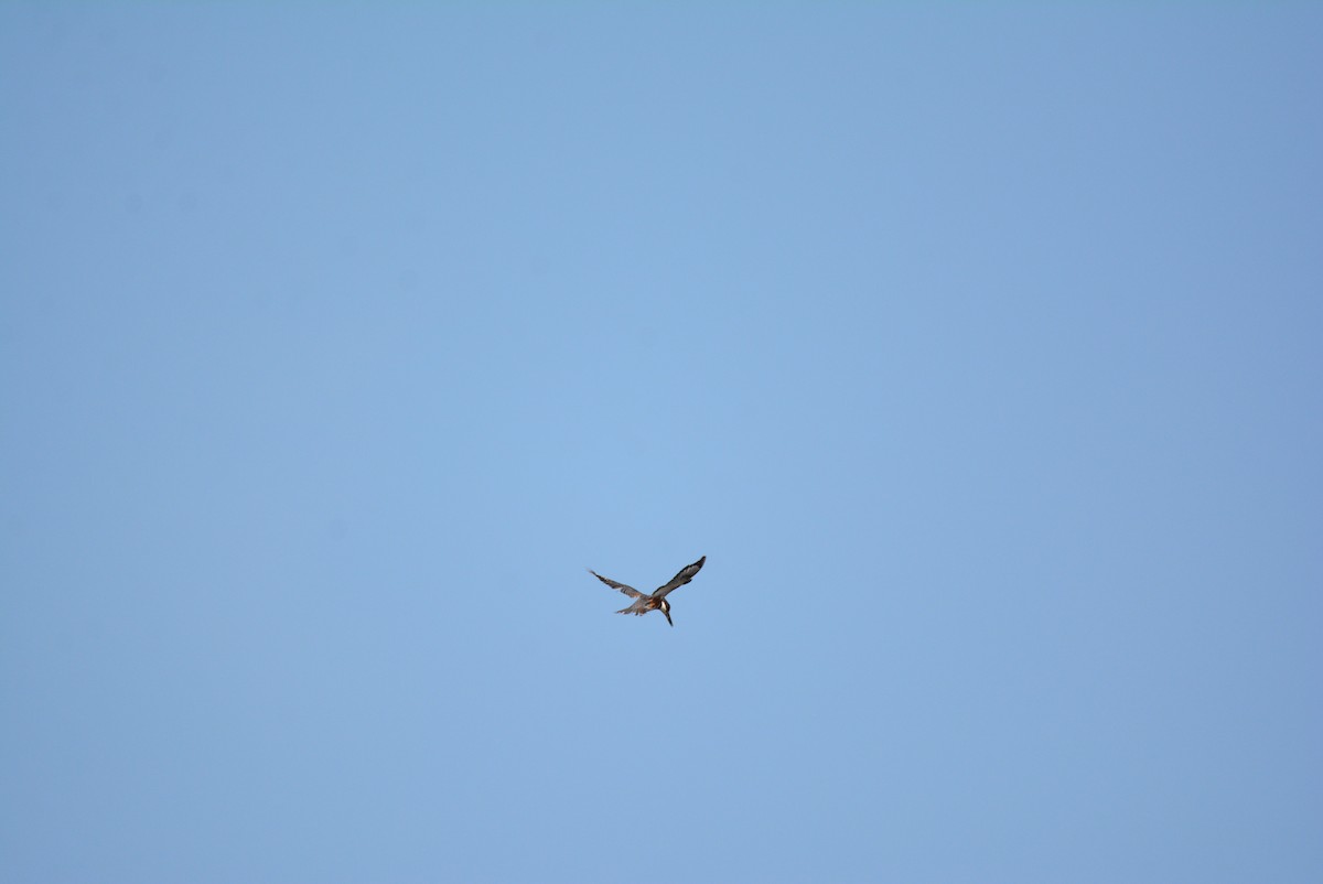 Belted Kingfisher - ML594542401