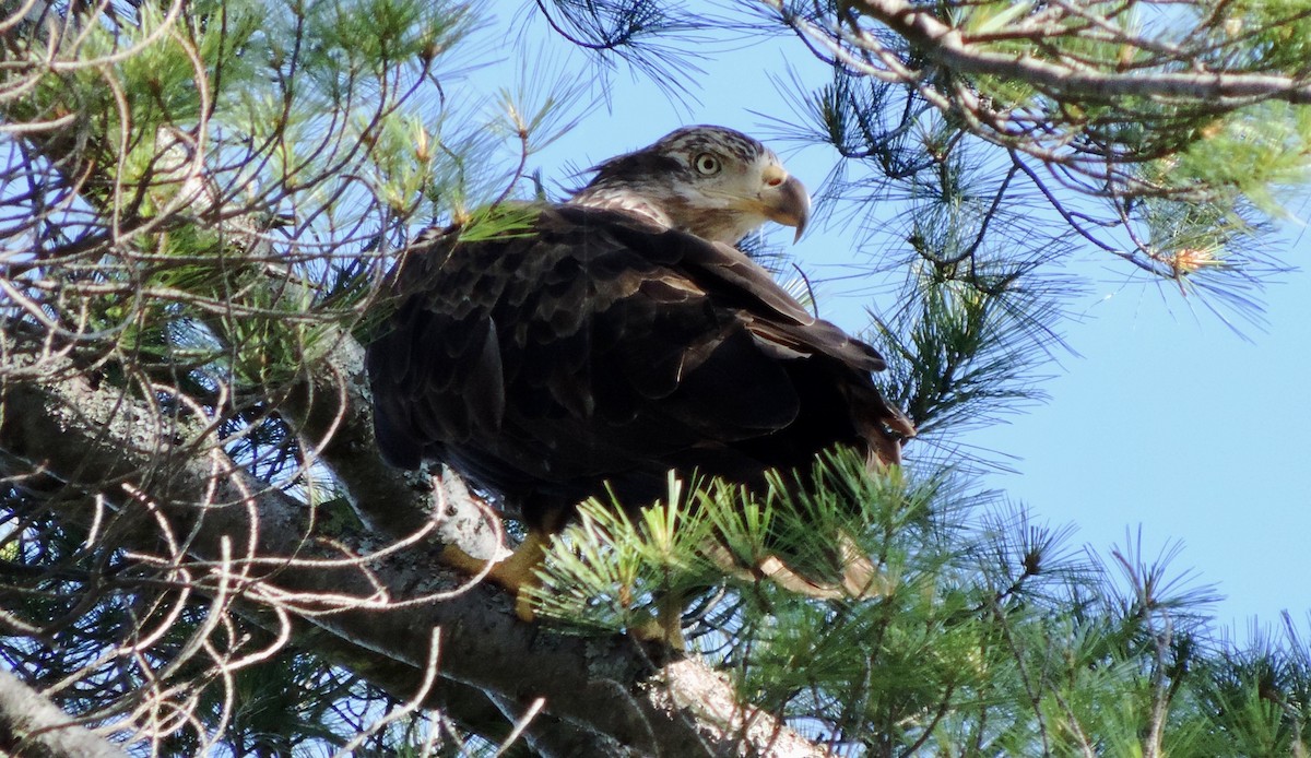 Bald Eagle - ML594542541