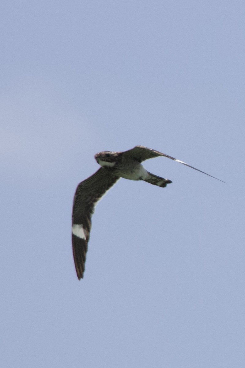 Common Nighthawk - Anonymous