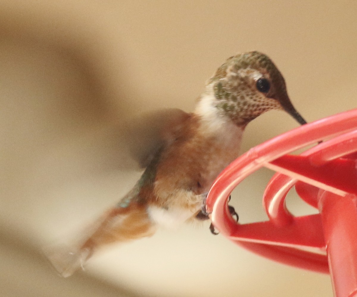 Rufous Hummingbird - ML594542631