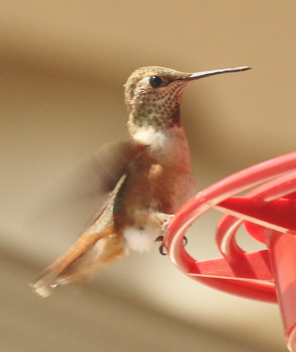 Rufous Hummingbird - ML594542641