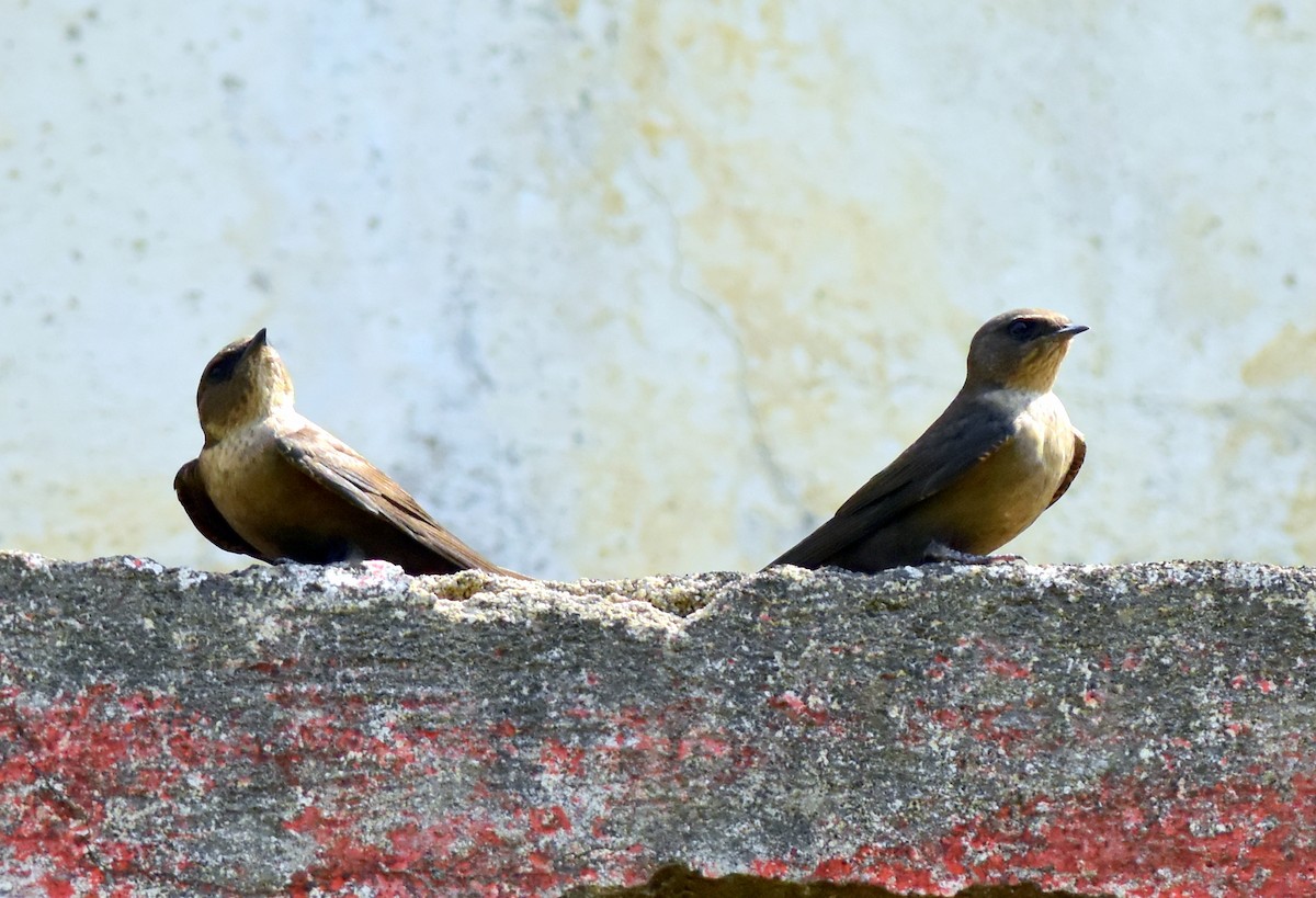 Dusky Crag-Martin - ML594542691