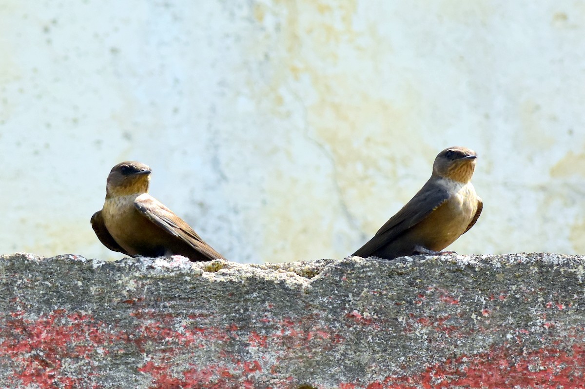 Dusky Crag-Martin - ML594542941