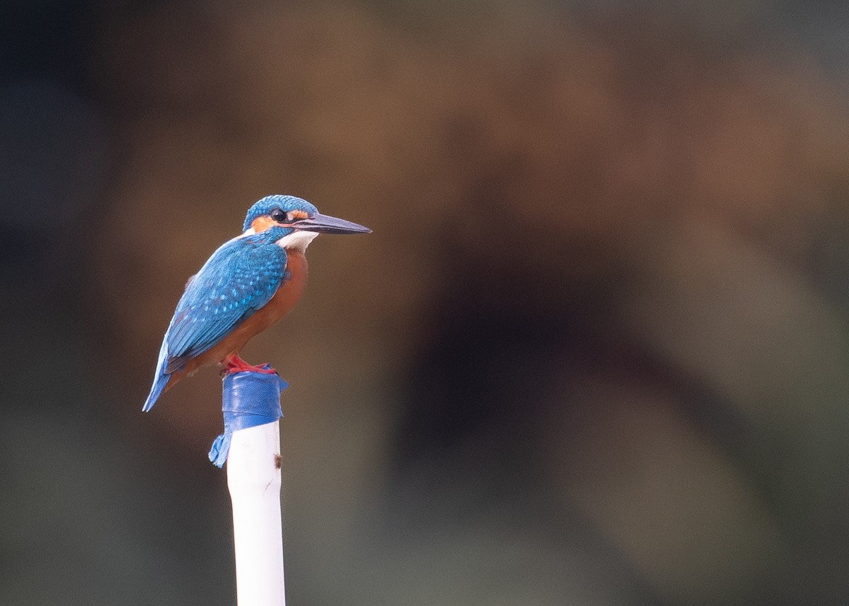 Common Kingfisher - ML594543051