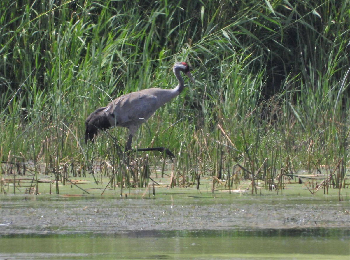 Common Crane - ML594543691