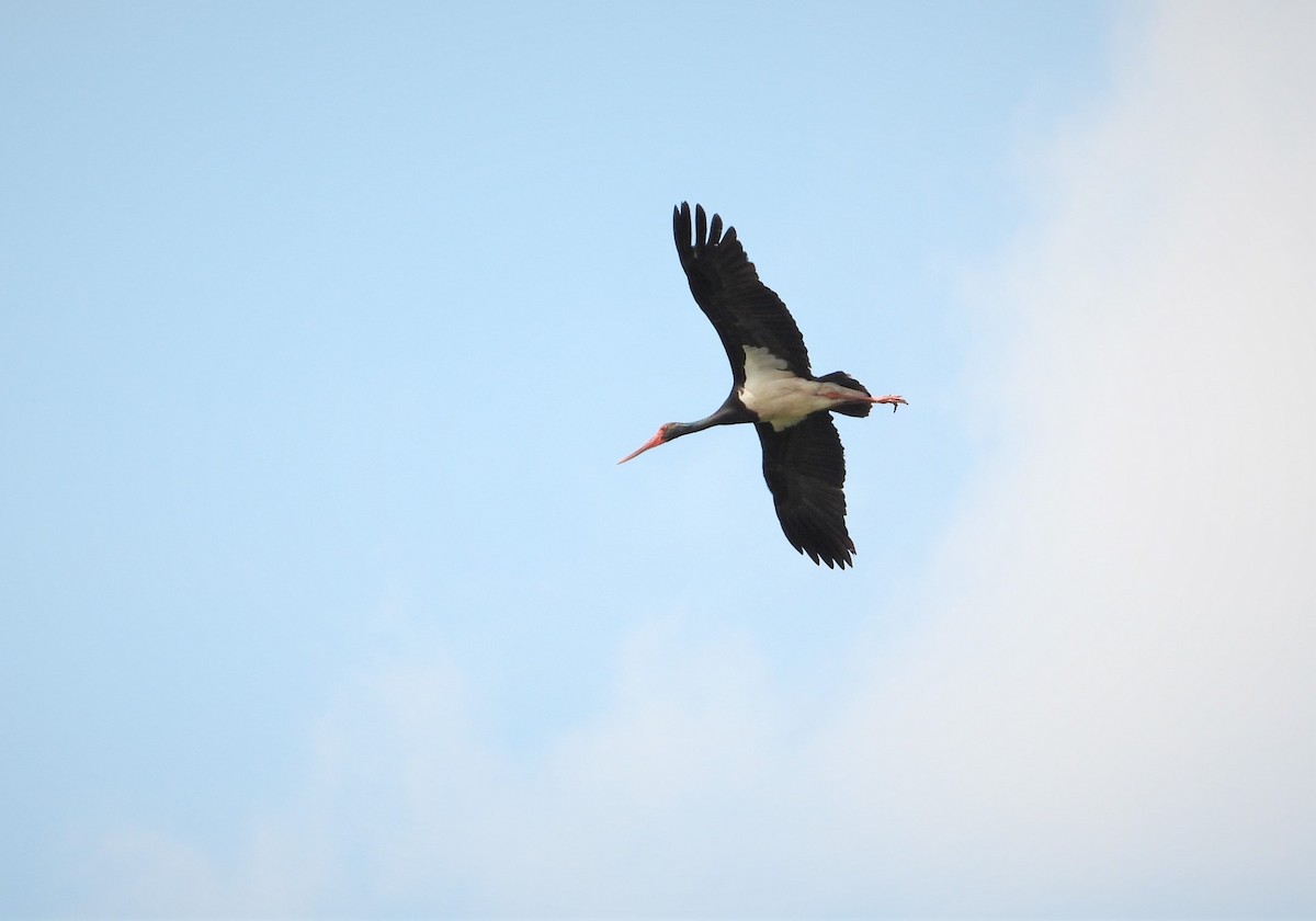 Black Stork - ML594543711