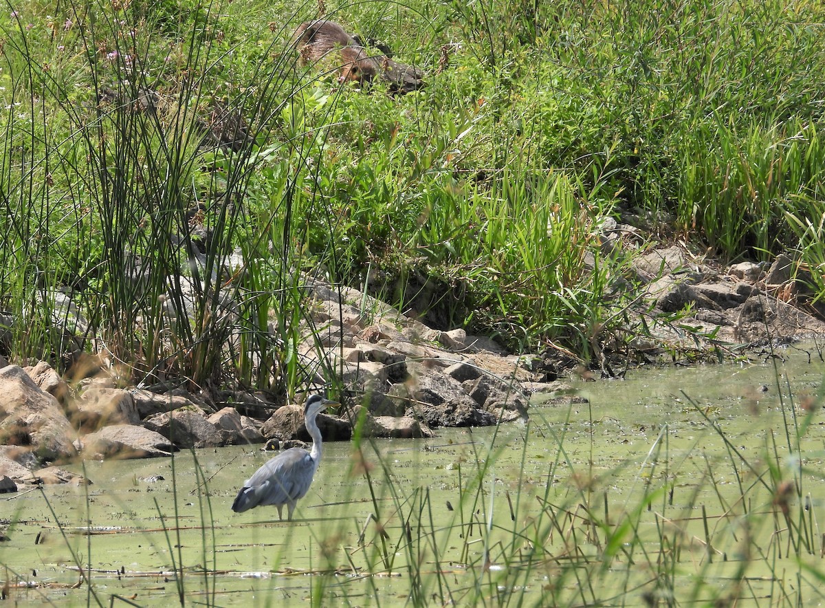 Gray Heron - ML594543761