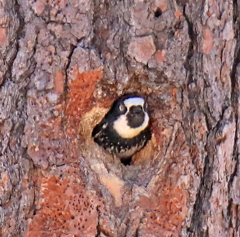 Acorn Woodpecker - ML594544091