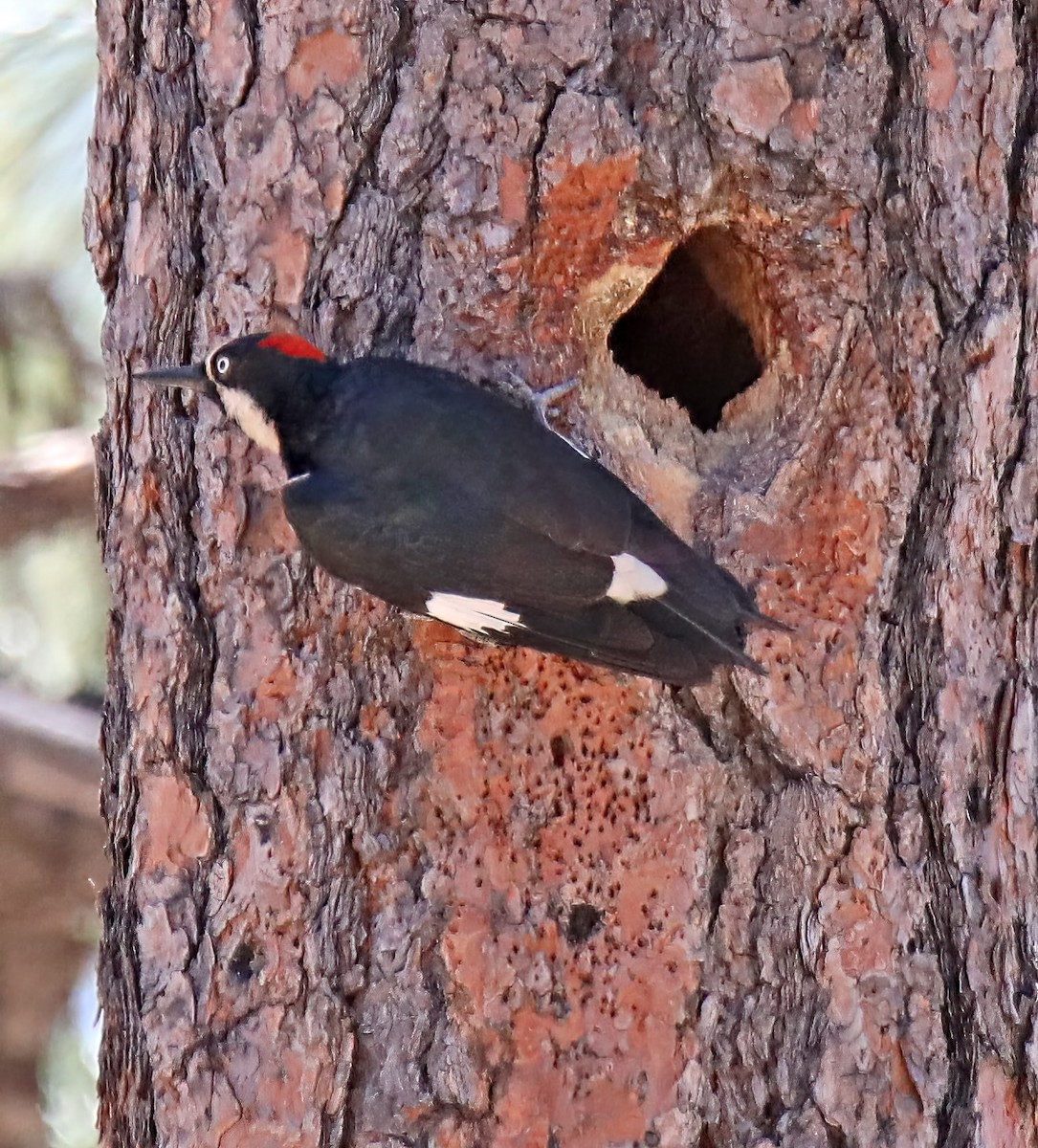 Acorn Woodpecker - ML594544301