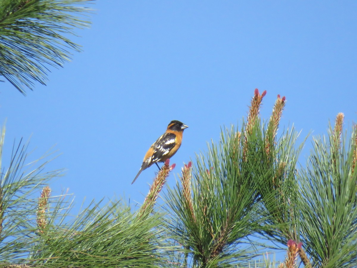 Black-headed Grosbeak - Curtis Mahon