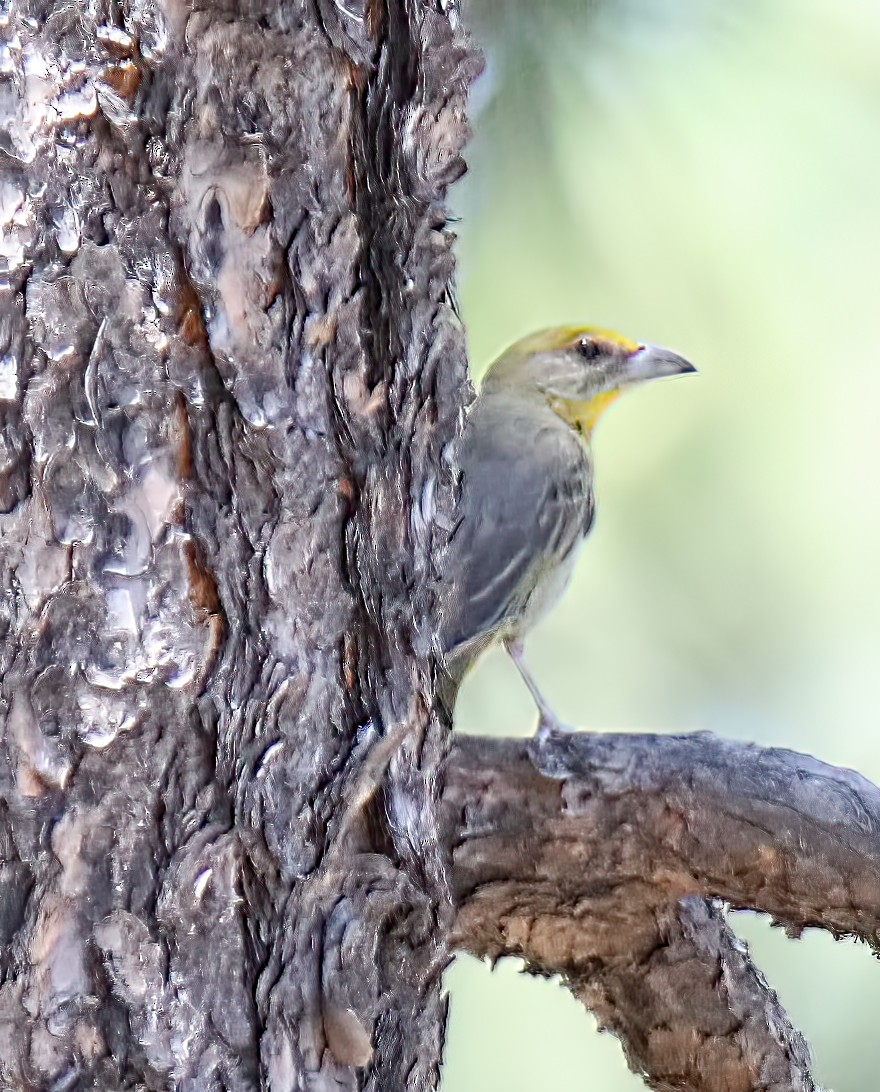 Hepatic Tanager - ML594545801