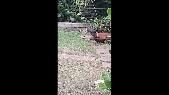 hvitbrystrikse - ML594546031