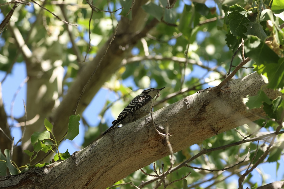 Ladder-backed Woodpecker - ML594547071