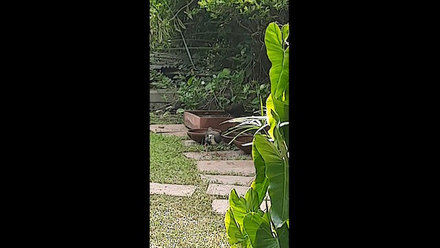 hvitbrystrikse - ML594547401