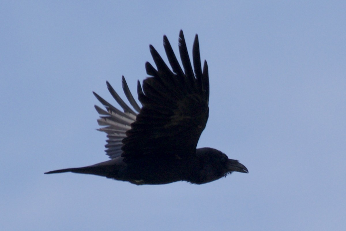 Common Raven - ML594548281