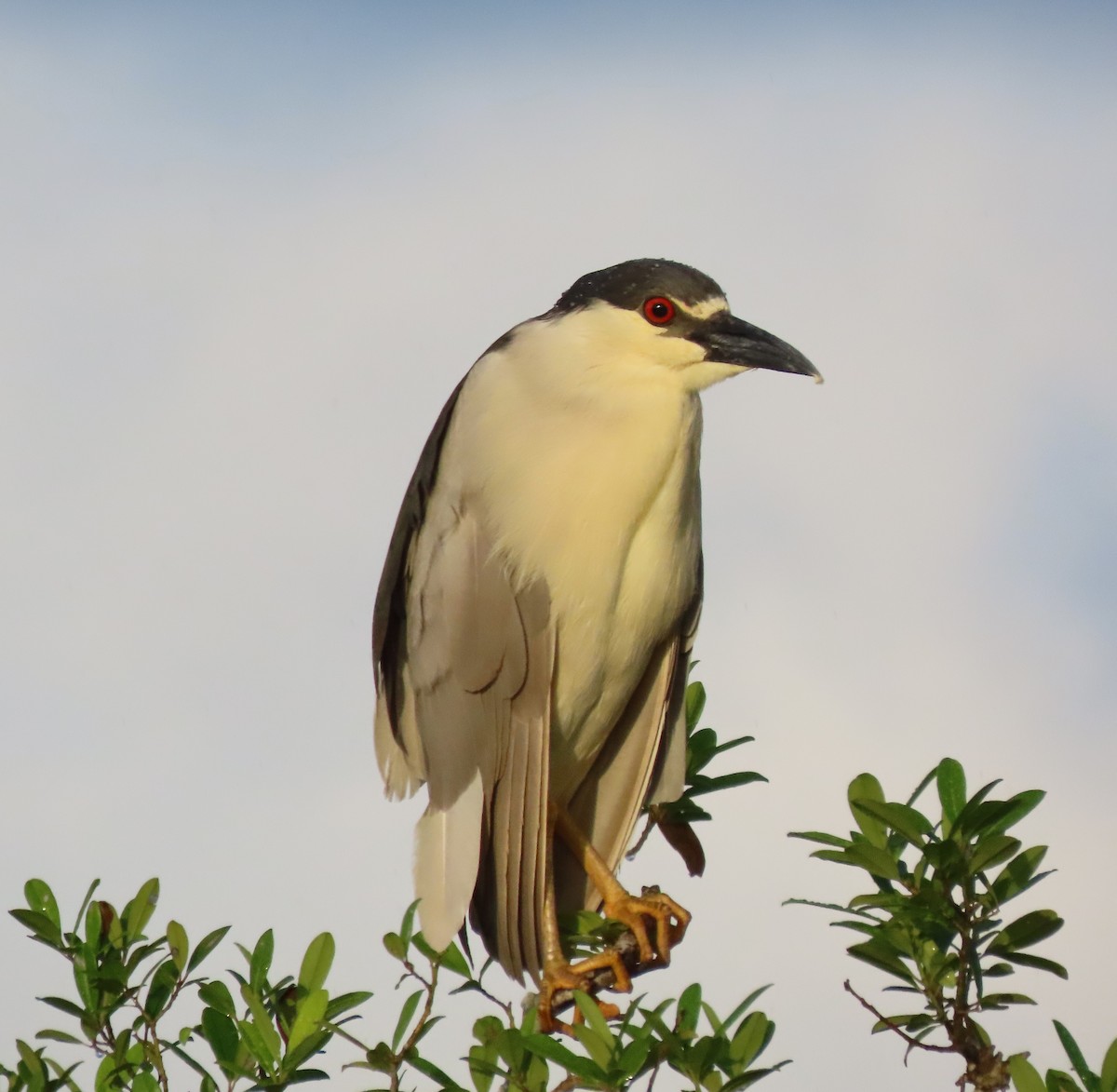 Black-crowned Night Heron - ML594548771