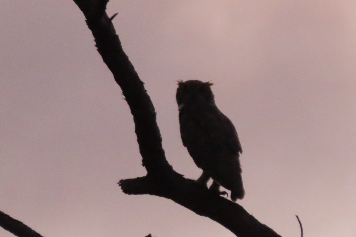 Great Horned Owl - ML594548861