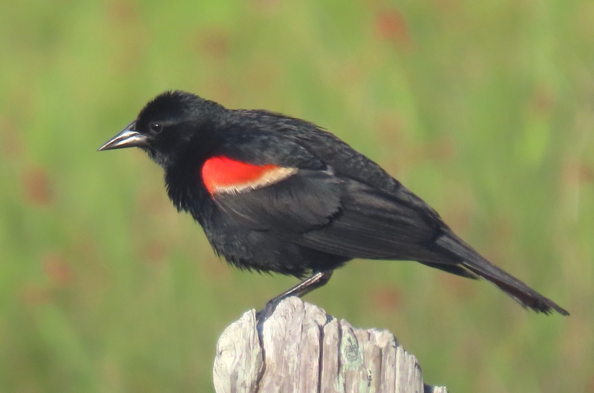 Red-winged Blackbird - ML594549051