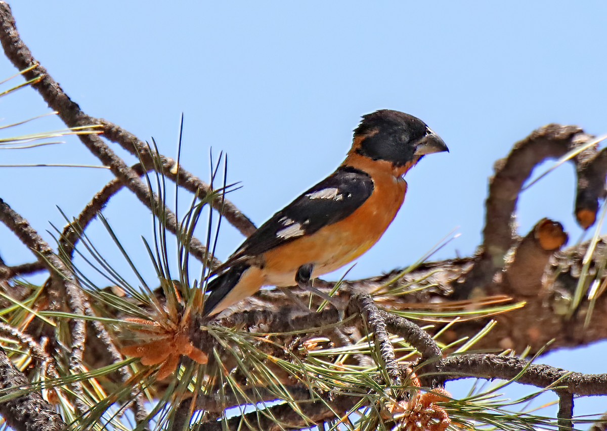 Black-headed Grosbeak - ML594550731