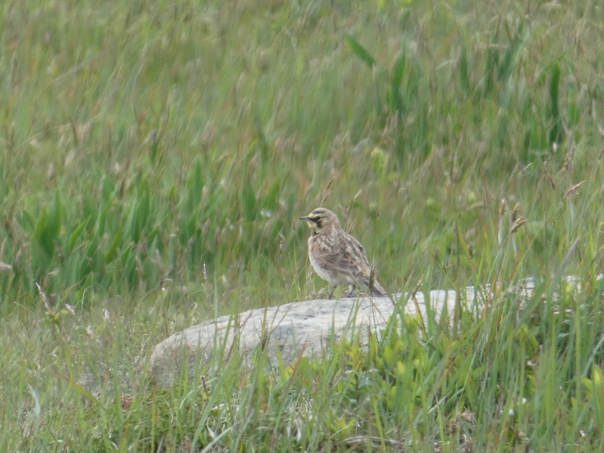 Horned Lark - Connor Thompson