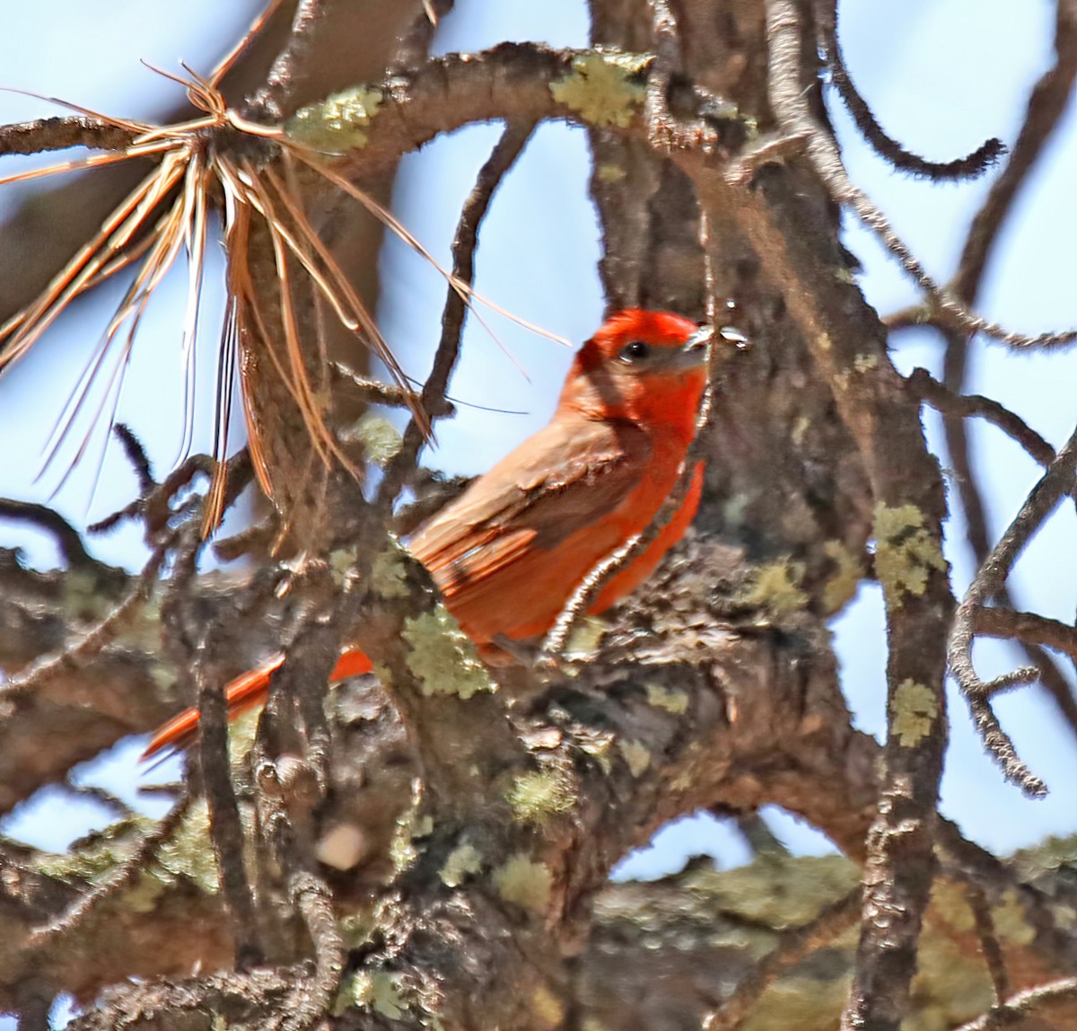 Hepatic Tanager - ML594551831