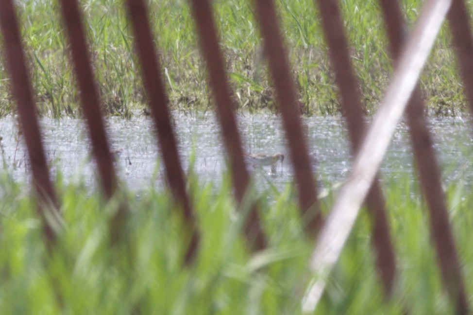 Wilson's Phalarope - ML59455221