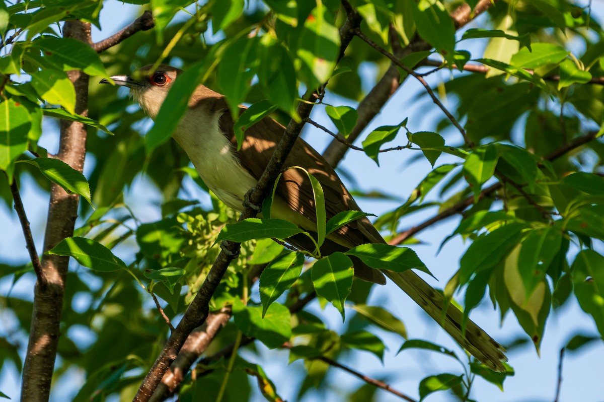 kukačka černozobá - ML594552811