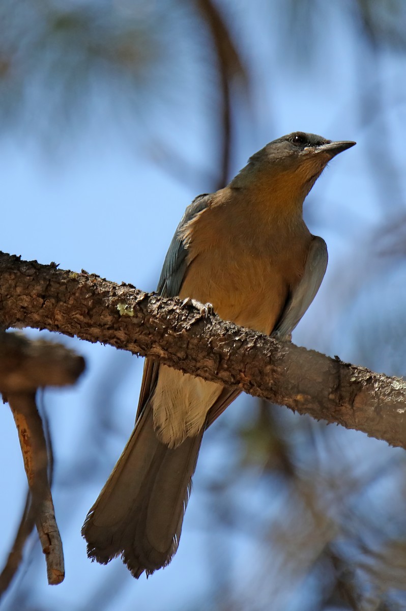 Mexican Jay - ML594553211