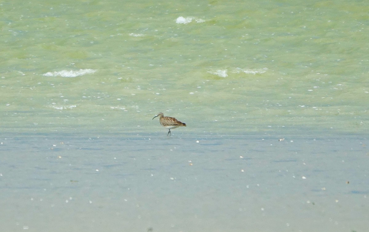Chiurlo piccolo [gruppo phaeopus] - ML594553331