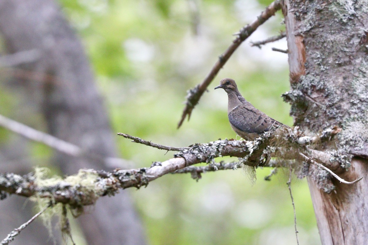 Mourning Dove - ML594554451