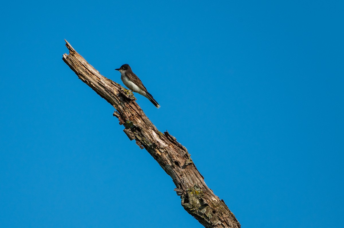 tyran obecný - ML594554981