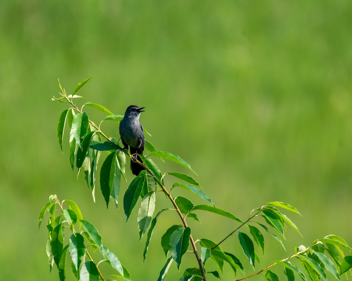 drozdec černohlavý - ML594555161