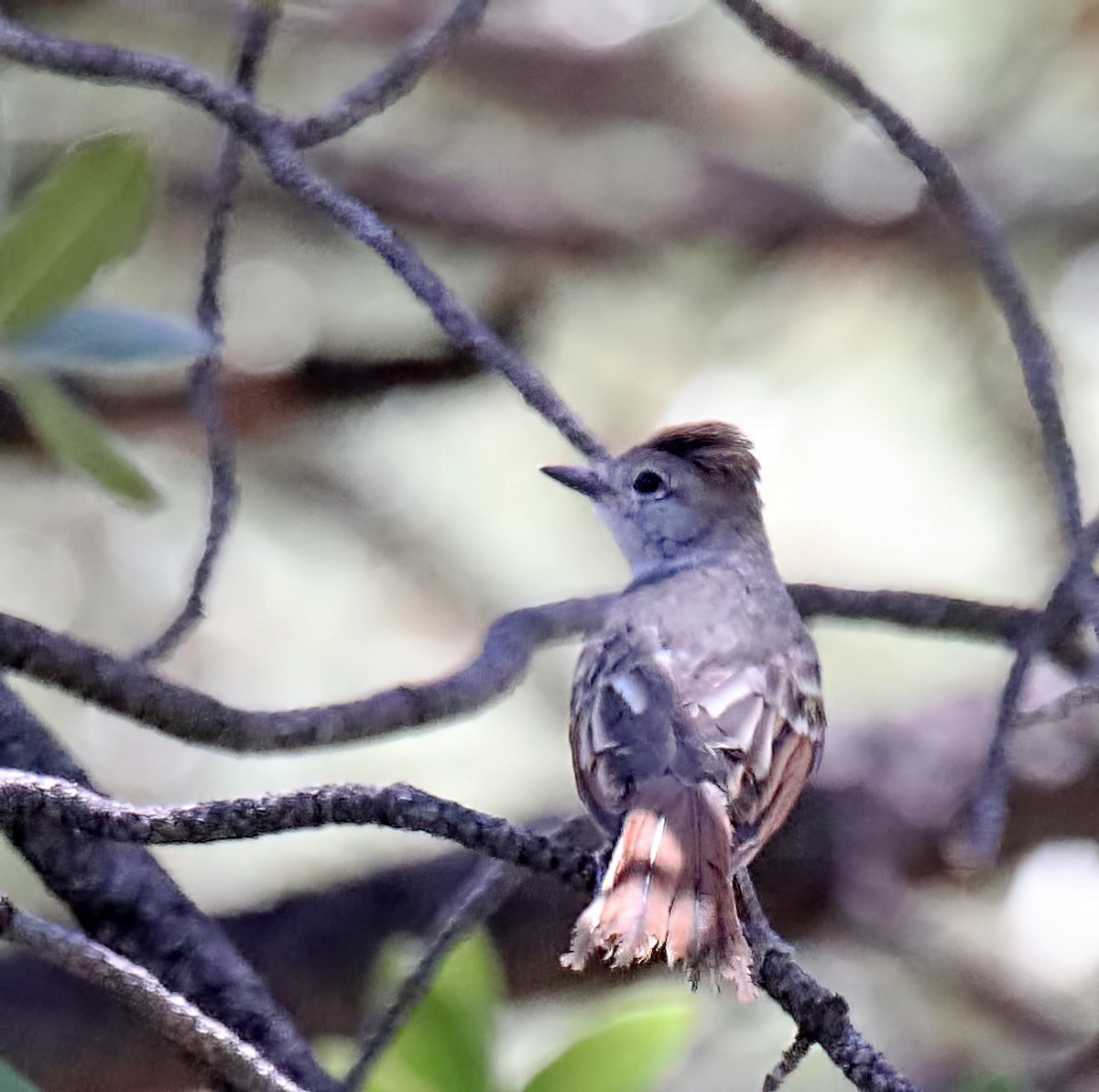 Ash-throated Flycatcher - ML594555331