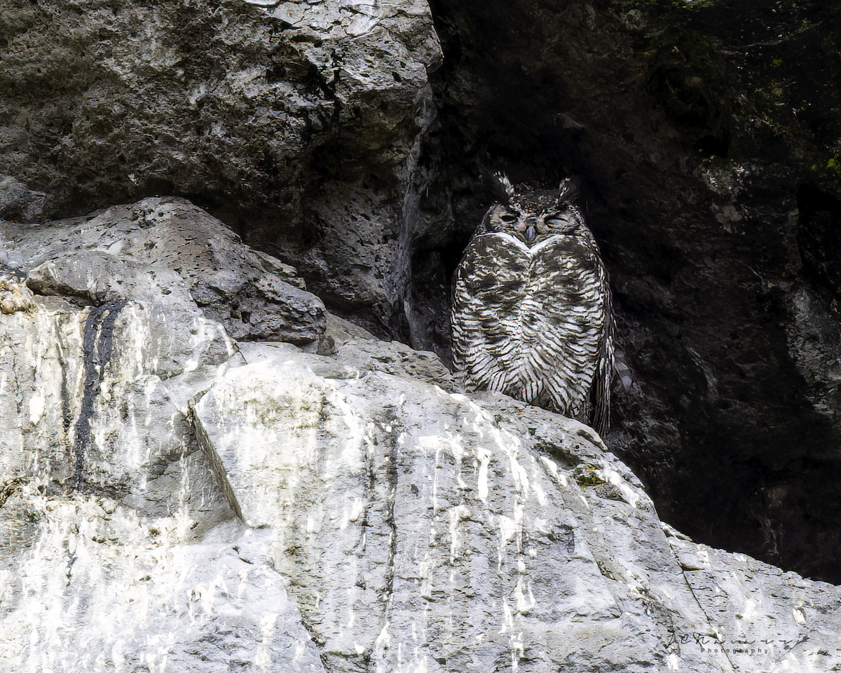 Great Horned Owl - ML594555551