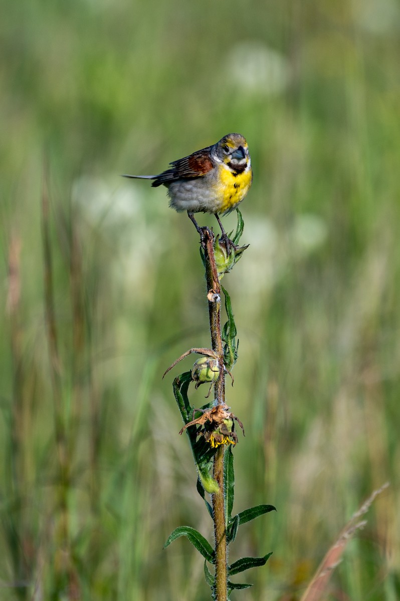 papežík americký - ML594555701