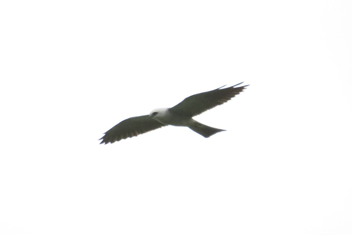 Mississippi Kite - ML594557481