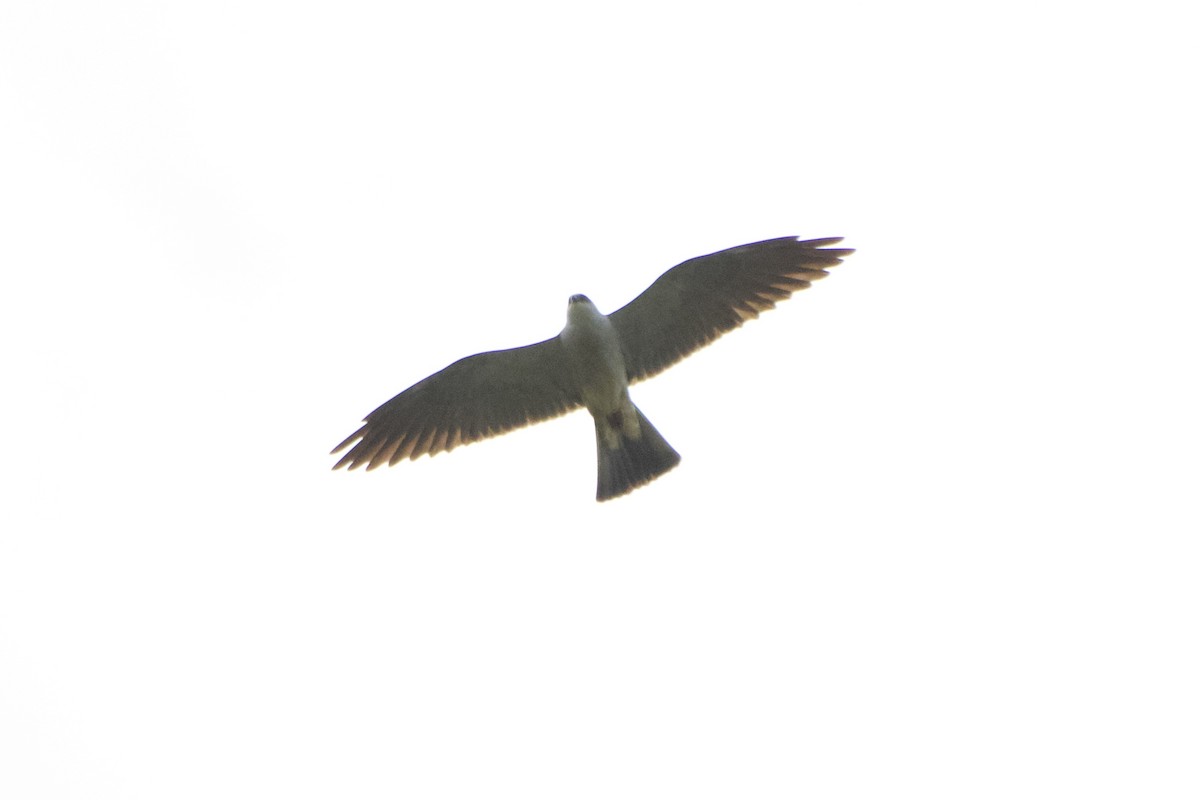 Mississippi Kite - Jin Bai