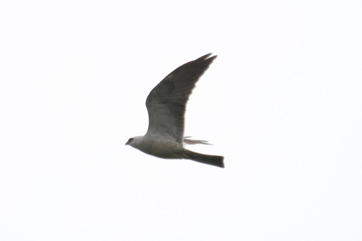 Mississippi Kite - Jin Bai