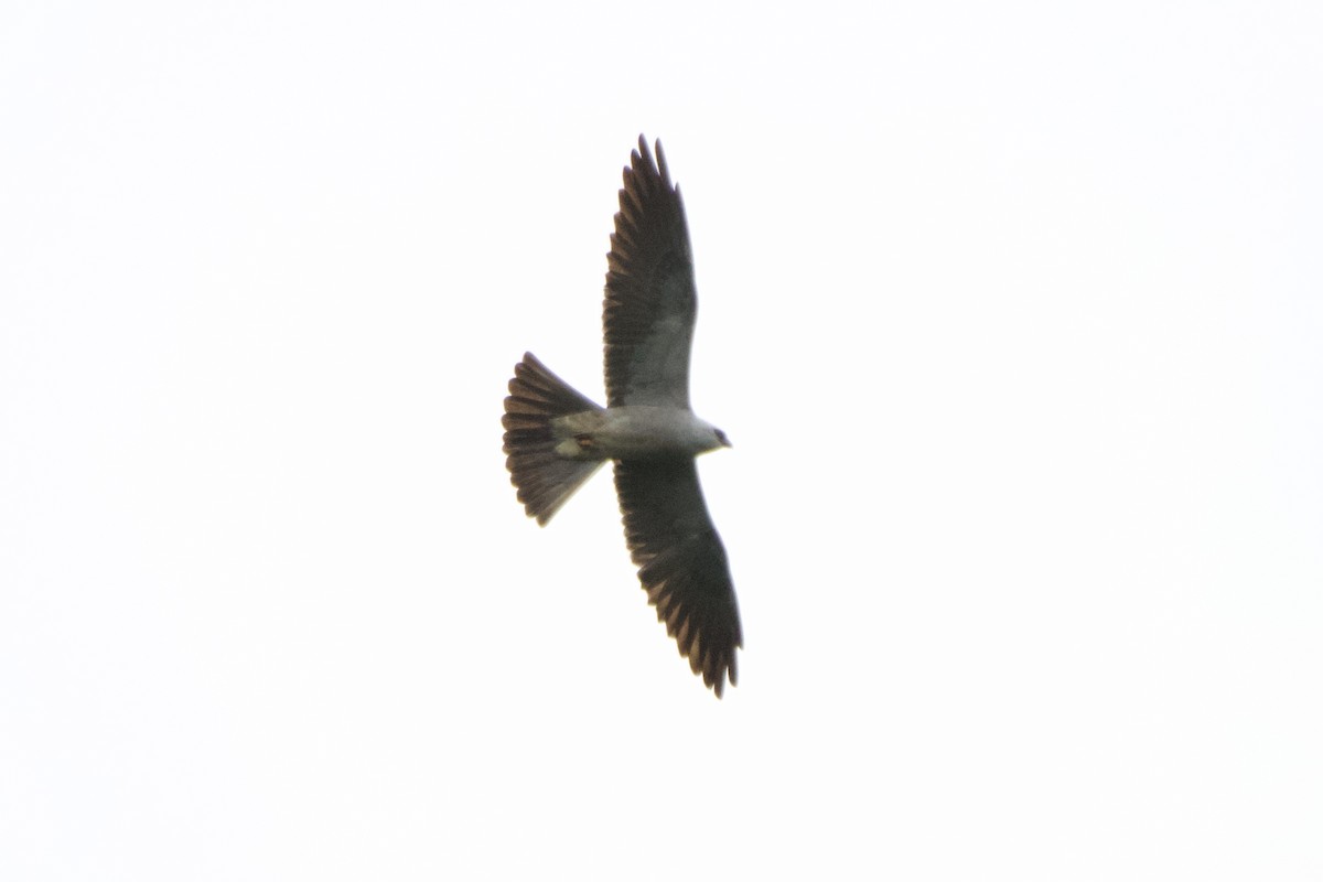 Mississippi Kite - Jin Bai