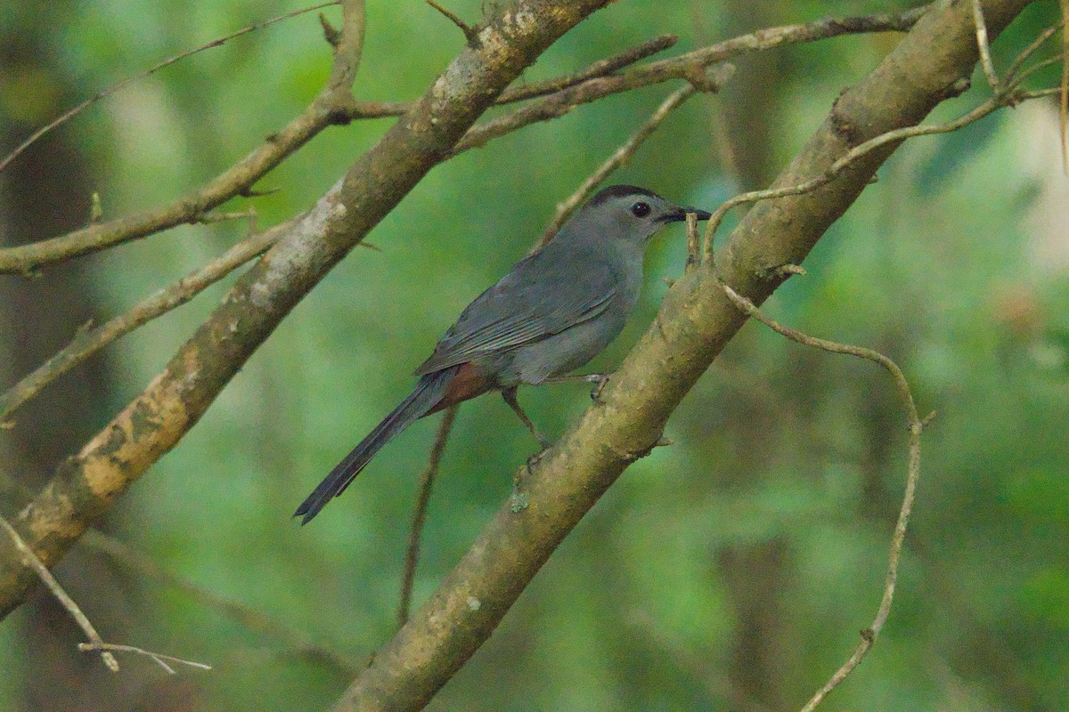 Gray Catbird - ML594557541