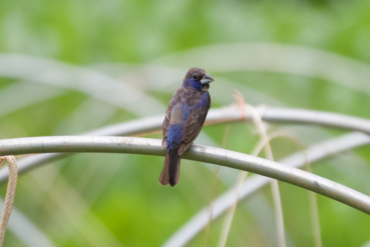 Blue Grosbeak - ML594557611