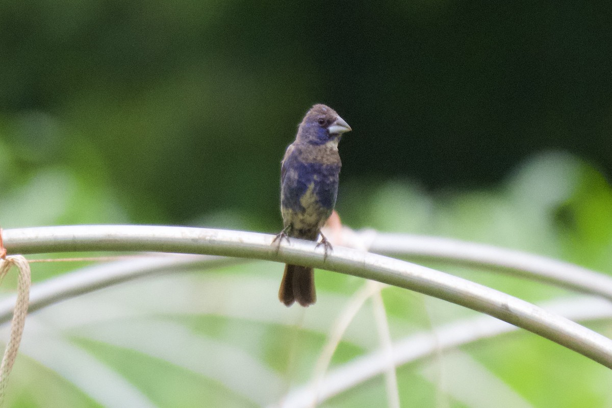 Blue Grosbeak - ML594557621